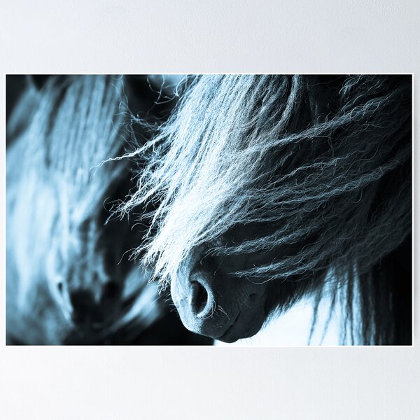 Shetland pony mares Poster