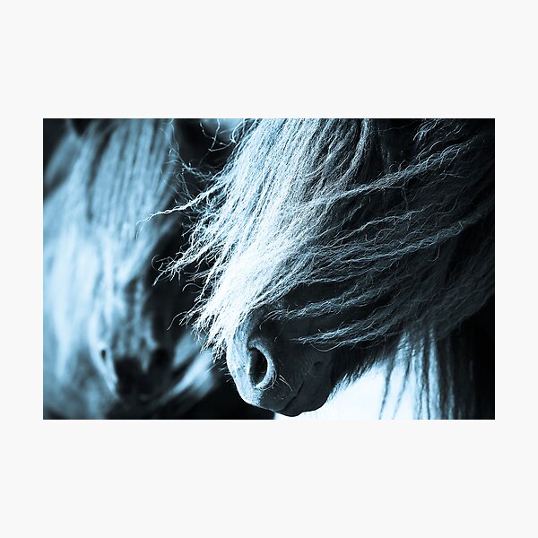 Shetland pony mares Photographic Print