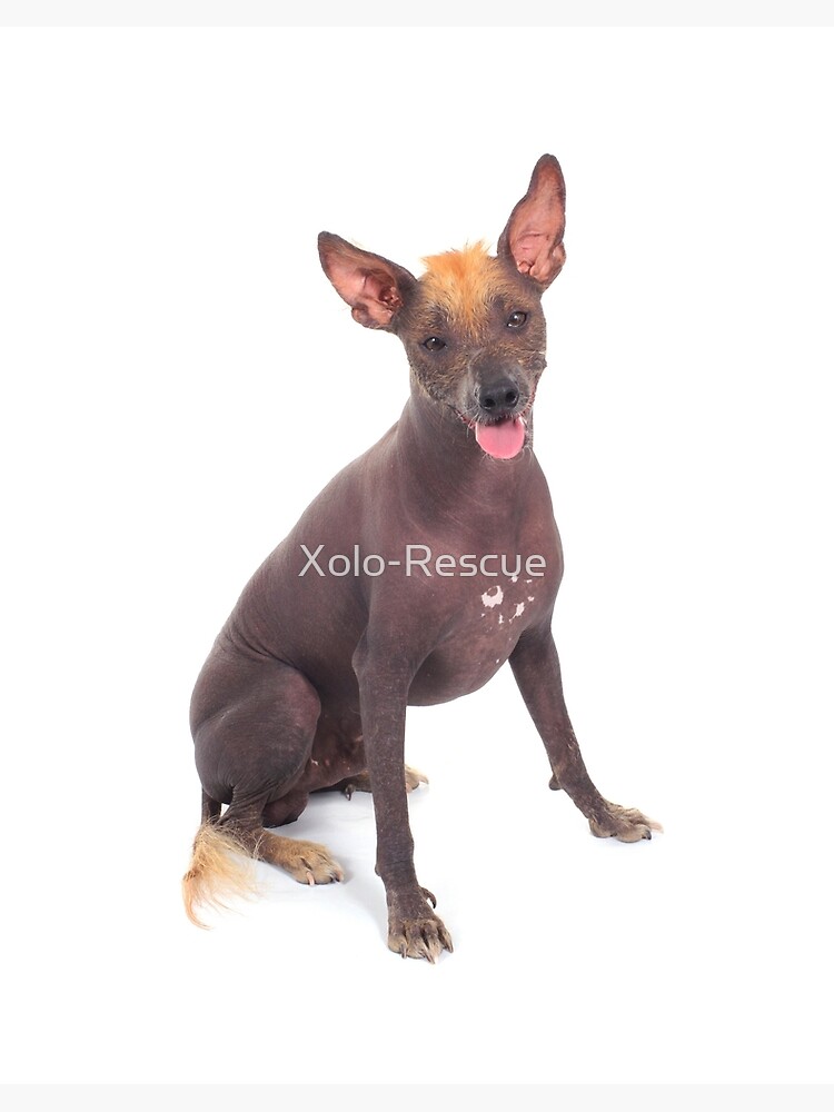 Perro Xoloitzcuintle The Xolo Dog Price Xoloitzcuintli Cost