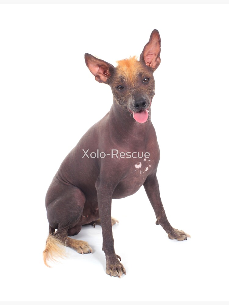 Xoloitzcuintle Sticker for Sale by Xolo-Rescue Redbubble