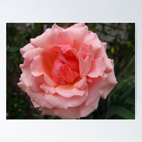 Item preview, Candid Rose designed and sold by MarianBendeth.