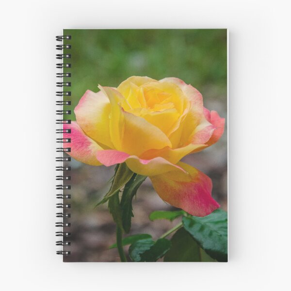Item preview, A rose designed and sold by 29Breizh33.
