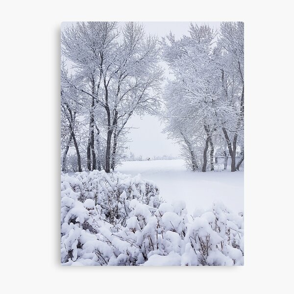 Winter Wonderland Metal Print
