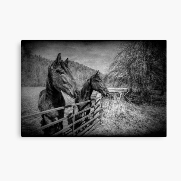 Buddies Canvas Print