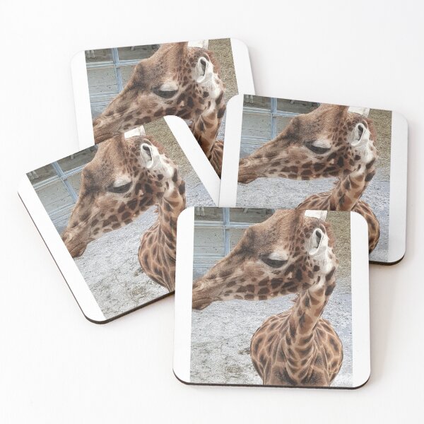 Item preview, Up close with a Giraffe - Blackpool Zoo  Giraffe designed and sold by Scottish Photography .
