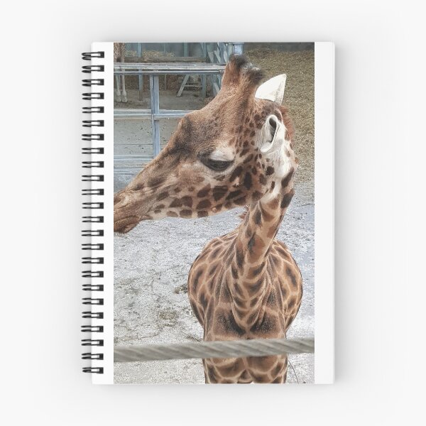 Item preview, Up close with a Giraffe - Blackpool Zoo  Giraffe designed and sold by Scottish Photography .