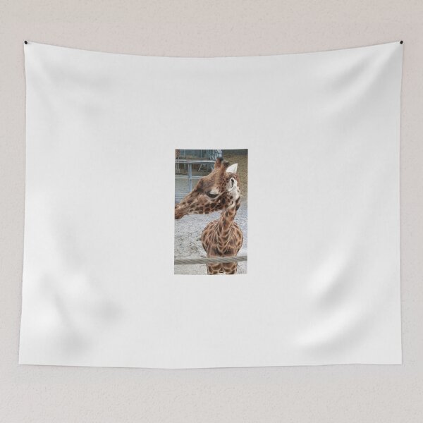 Item preview, Up close with a Giraffe - Blackpool Zoo  Giraffe designed and sold by Scottish Photography .