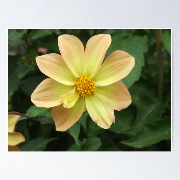 Item preview, Hello Sunshine - Christchurch, NZ designed and sold by BreeDanielle.