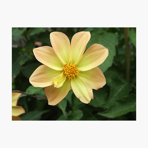 Item preview, Hola Sunshine - Christchurch, Nueva Zelanda designed and sold by BreeDanielle.