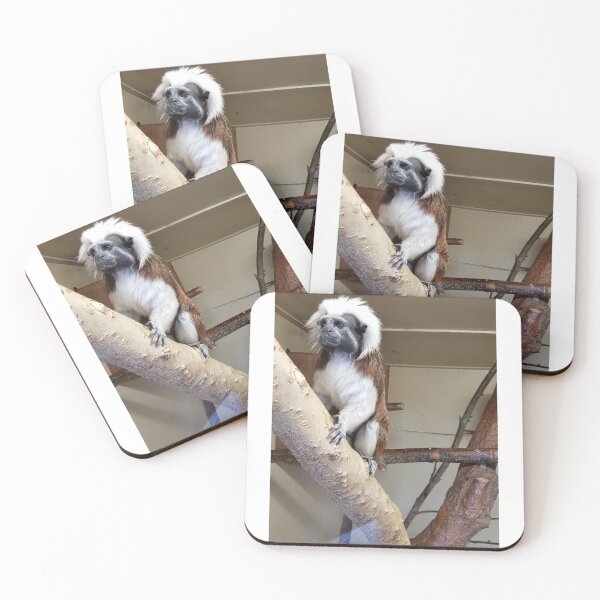 Item preview, Monkey business  Primates Cotton-top tamarin Blackpool Zoo designed and sold by Scottish Photography .