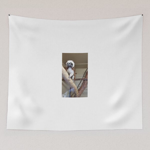 Item preview, Monkey business  Primates Cotton-top tamarin Blackpool Zoo designed and sold by Scottish Photography .