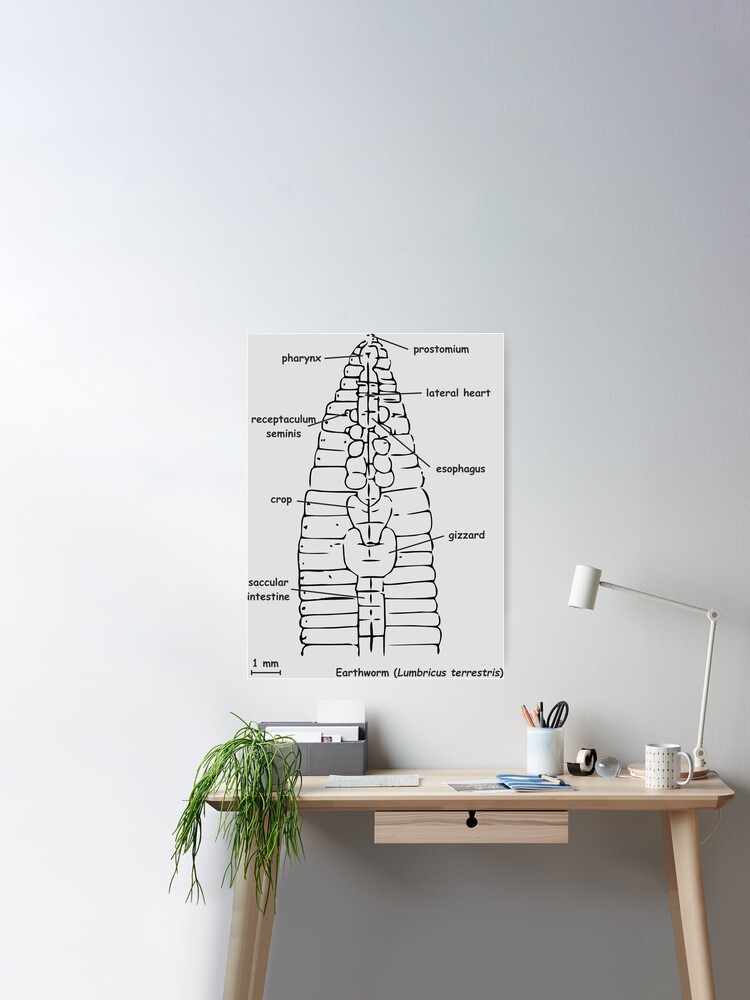 Earthworm (Lumbricus terrestris) anatomy Poster for Sale by