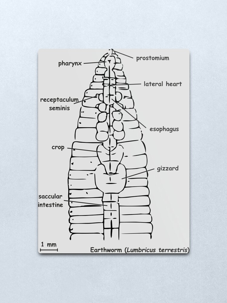 Regenwurm Lumbricus Terrestris Anatomie Metallbild Von Rosart100 Redbubble