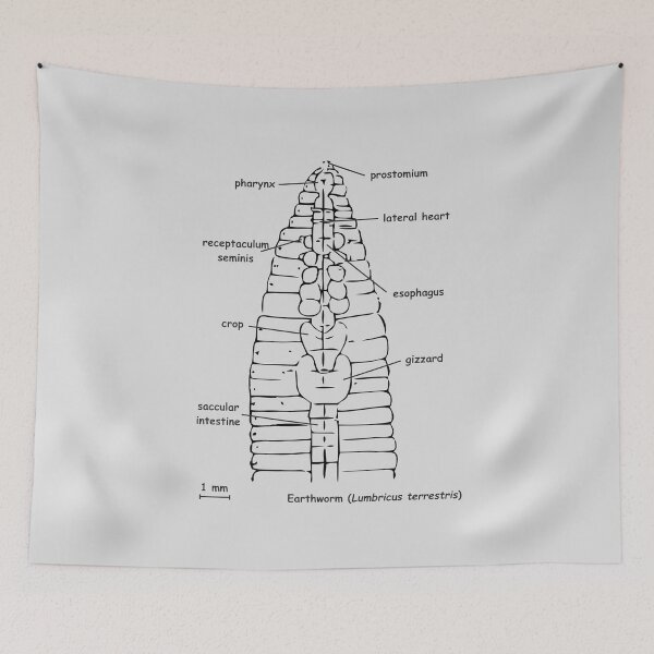 Item preview, Earthworm (Lumbricus terrestris) anatomy designed and sold by RosArt100.