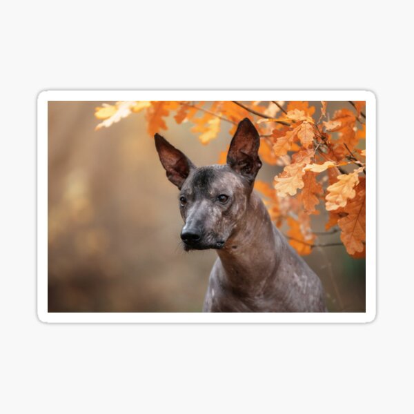 Item preview, Xoloitzcuintle y hojas de otoño designed and sold by Xolo-Rescue.