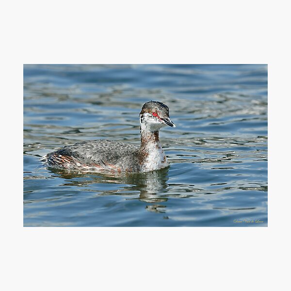 Horned Grebe Photographic Print