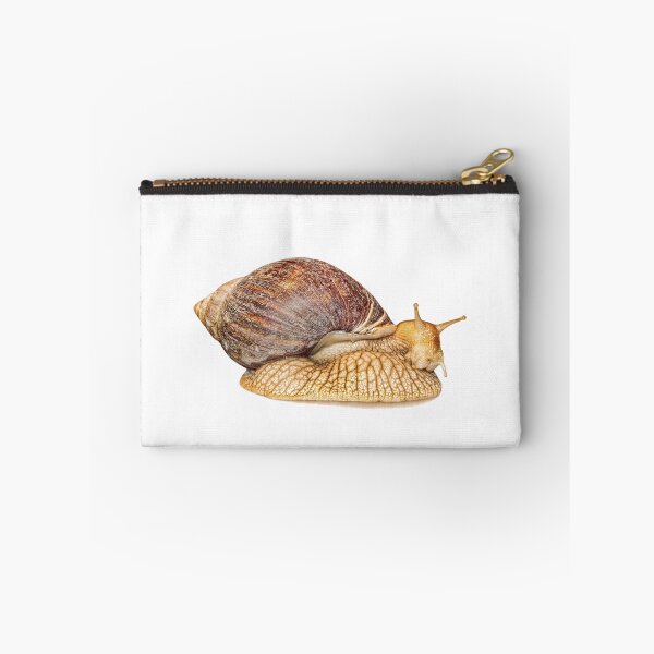 Item preview, Achatina snail isolated on white background with shadow. designed and sold by IaroslavB.