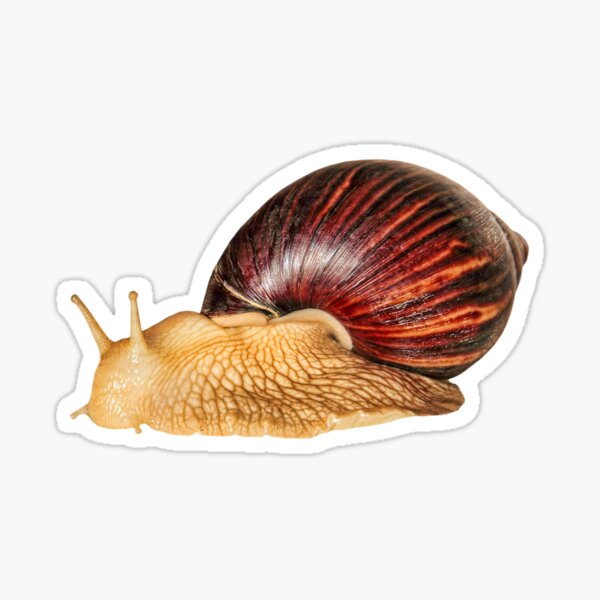 Artikel-Vorschau von Riesige afrikanische Schnecke lokalisiert auf weißem Hintergrund genommener Nahaufnahme., designt und verkauft von IaroslavB.