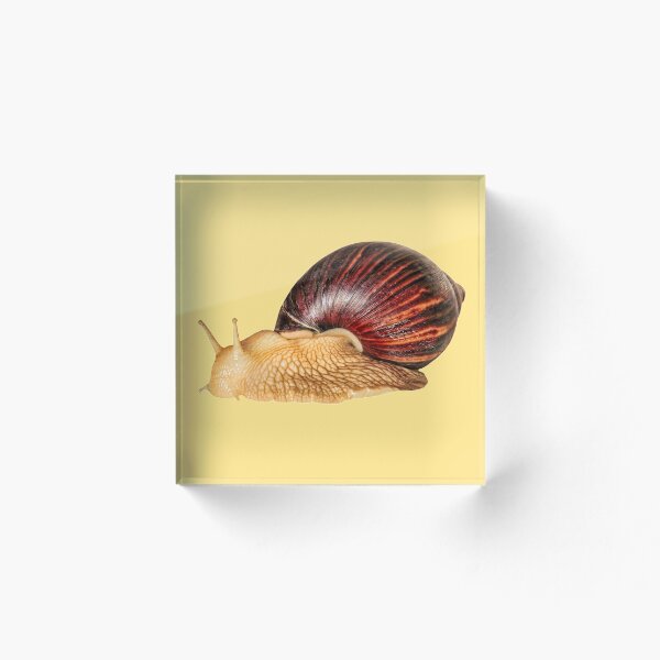 Item preview, Caracol africano gigante aislado en el primer blanco tomado del fondo. designed and sold by IaroslavB.