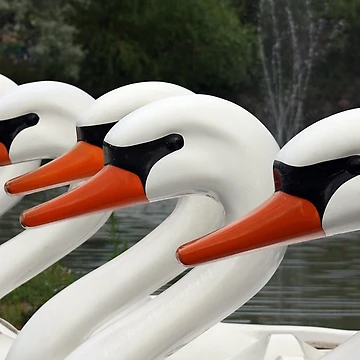 Artwork thumbnail, Swan Ride by Shilohlin Pfeiffer