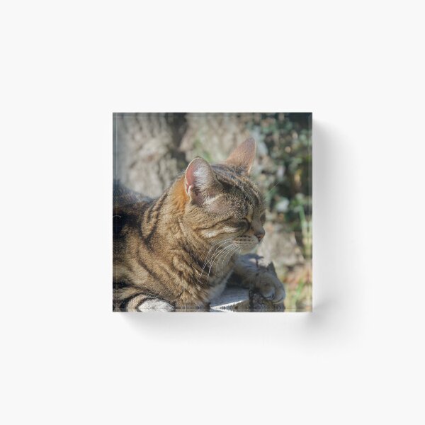 Item preview, Cat Sleeping Outdoors designed and sold by thelemmingface.