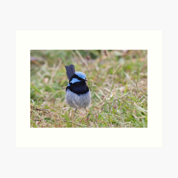 Item preview, Superb Blue Wren in the grass designed and sold by Will Hore-Lacy.