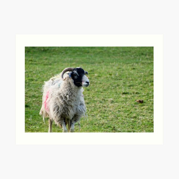 Black Faced Sheep In A Field Art Print