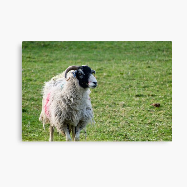 Black Faced Sheep In A Field Canvas Print