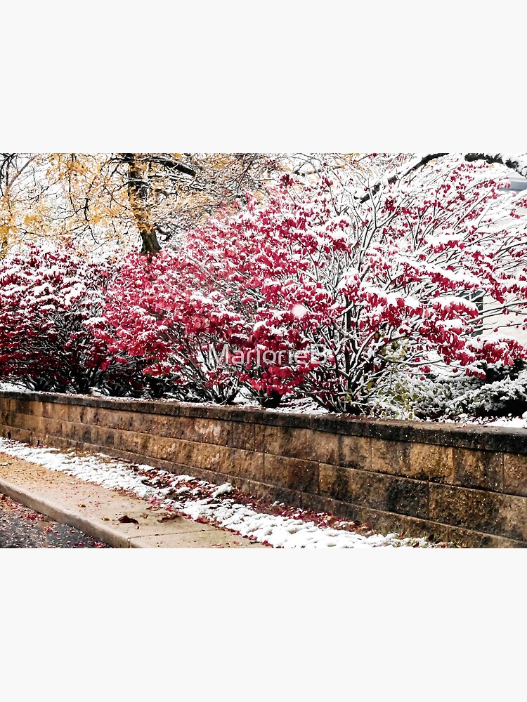 Boundary in the Snow by MarjorieB