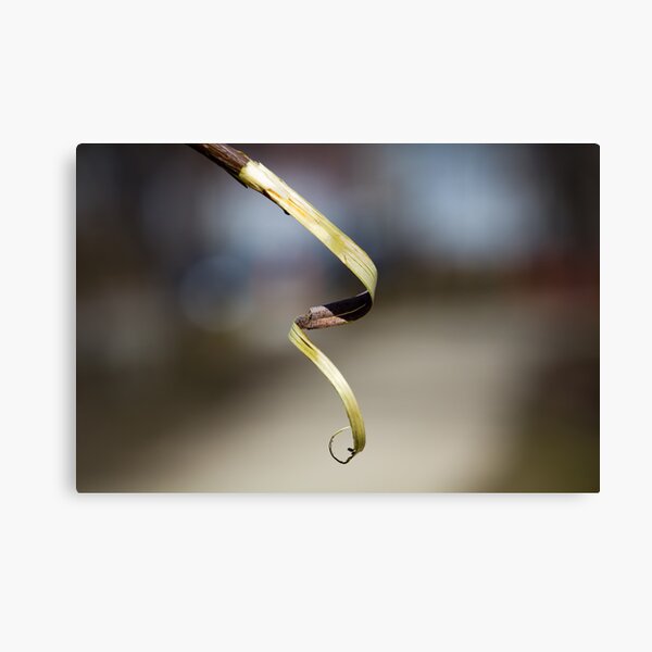 Spiraling Canvas Print