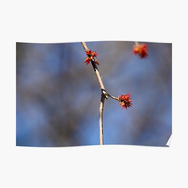 Illusive Spring Poster