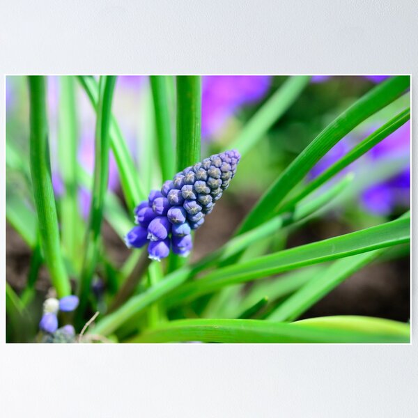 Item preview, Hyacinth designed and sold by Kasia Design.