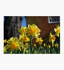 Farnham in Springtime No2 Photographic Print