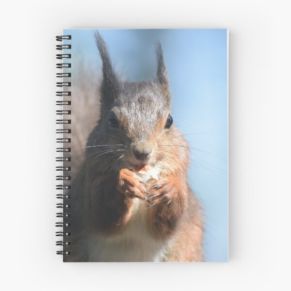 Item preview, Nibbling Red Squirrel designed and sold by Willtompsett.