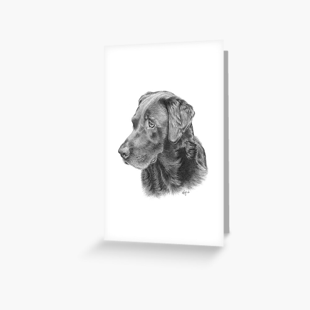 "Chocolate Lab Pencil Drawing" Greeting Card by heatherpage Redbubble