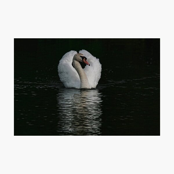 Item preview, Swan Lake designed and sold by Sue Tyler.