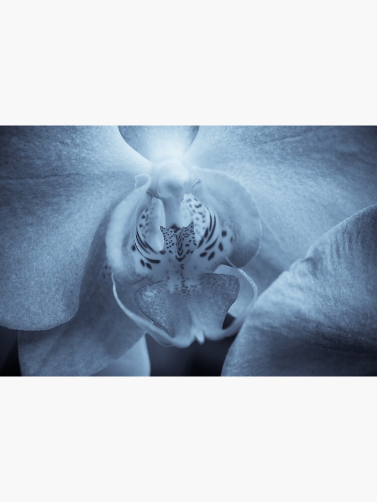 Thumbnail 3 of 3, Poster, Moth Orchid designed and sold by FrankThomas.