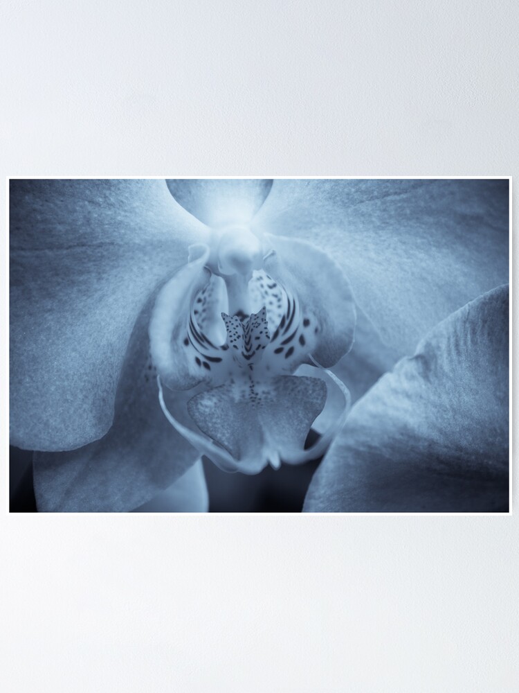 Thumbnail 1 of 3, Poster, Moth Orchid designed and sold by FrankThomas.