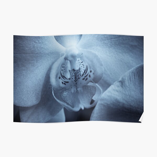 Moth Orchid Poster