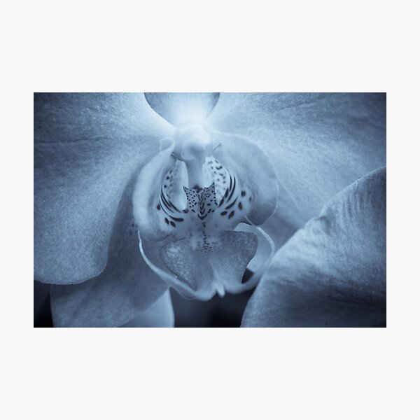 Moth Orchid Photographic Print