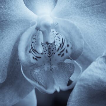 Artwork thumbnail, Moth Orchid by FrankThomas
