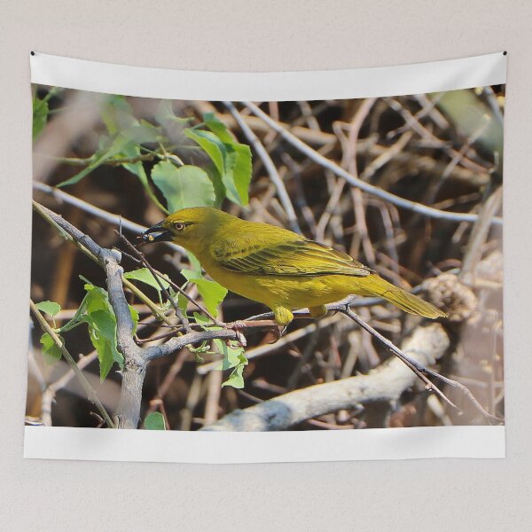 Item preview, African golden weaver bird, Chobe, Botswana designed and sold by FranWest.