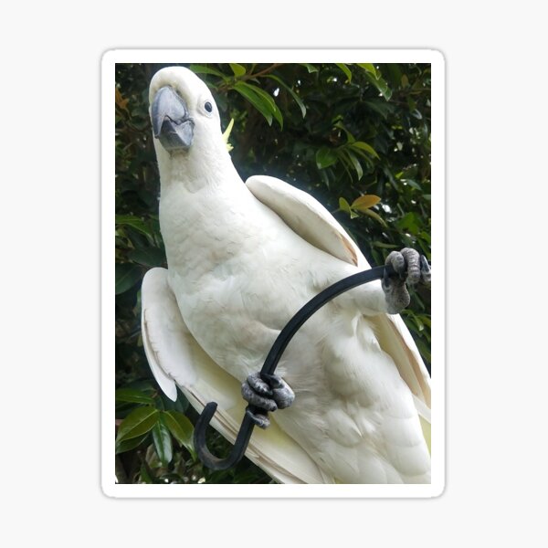 Item preview, Cockatoo 2 designed and sold by Barnsey.