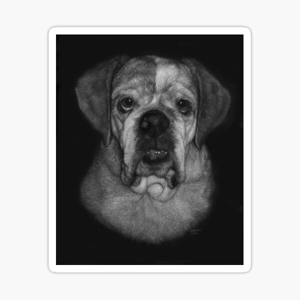 Burrito the bulldog Sticker