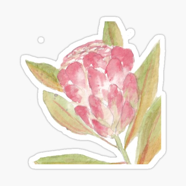 Protea watercolour Sticker