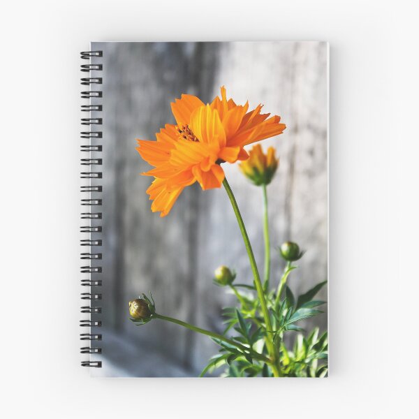 Item preview, Orange Double Cosmo designed and sold by Katagram.