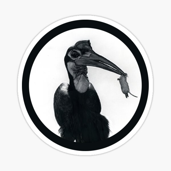 Abyssinian ground hornbill with snack Sticker