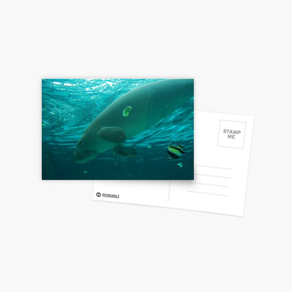 Dugong Postcard
