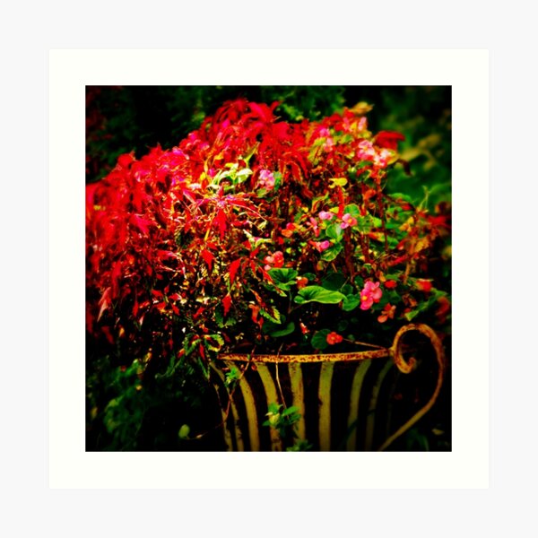 Scarletts & Begonias Art Print