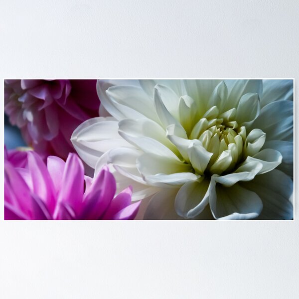 Item preview, Dahlias designed and sold by AnnabelHC.